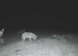 Дикие волки вернулись в степи Херсонщины, редкие кадры и тревожный сигнал