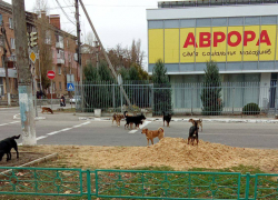 В Новой Каховке заметили нашествие бродячих собак