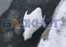 Первый случай гибели от птичьего гриппа подтвердили в Скадовском округе