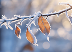 В Херсонской области 24 февраля потеплеет до +4