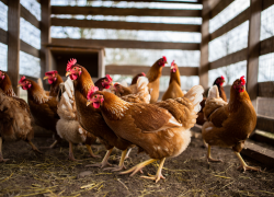 Херсонцам предложили топить дома куриным помётом