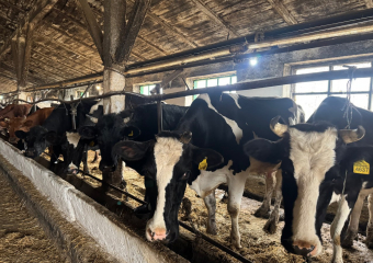 Более трети крупного скота в Херсонщине оказалась «без документов»