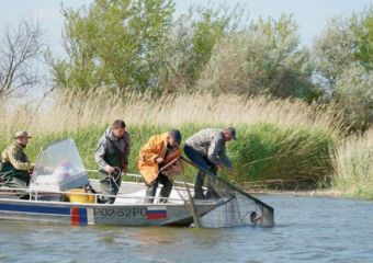 Количество рыбы в Азовском море достигло исторического минимума