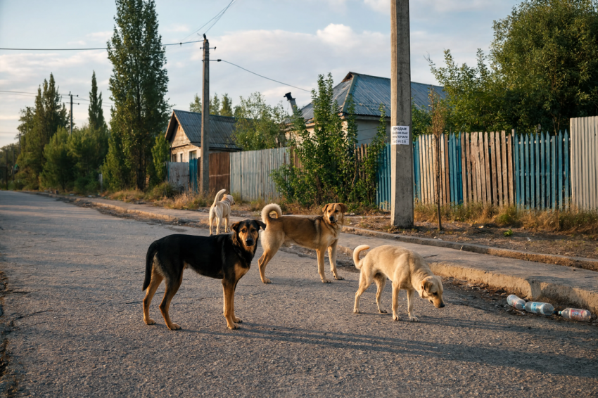 Приюты и отлов собак намерены узаконить в Херсонской области
