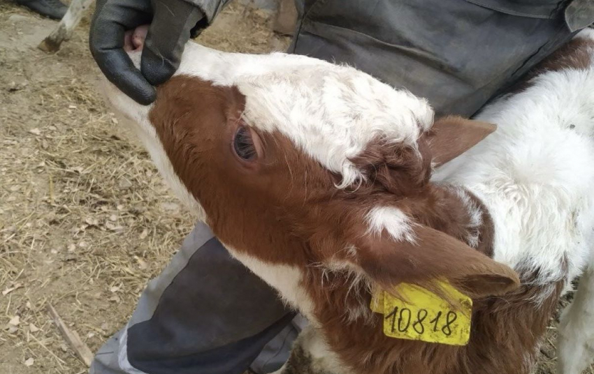 В Херсонскую область пытались завезти 28 загадочных телят
