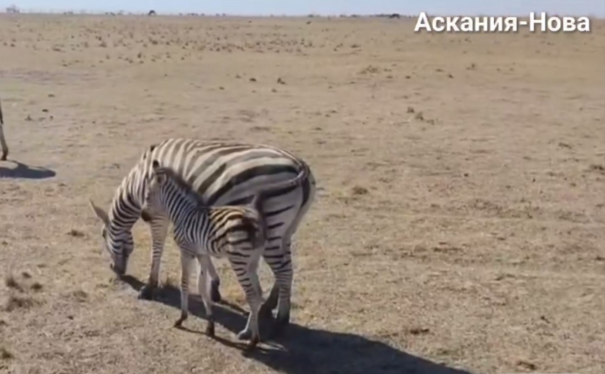 У зебры Чапмана в херсонском заповеднике «Аскания-Нова» родился малыш