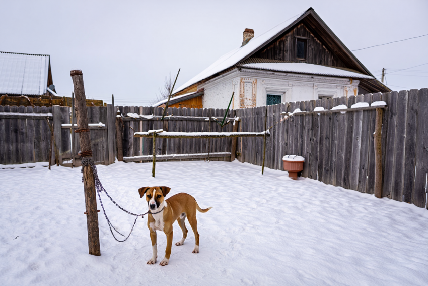 У херсонцев могут забирать домашних животных за жестокое обращение