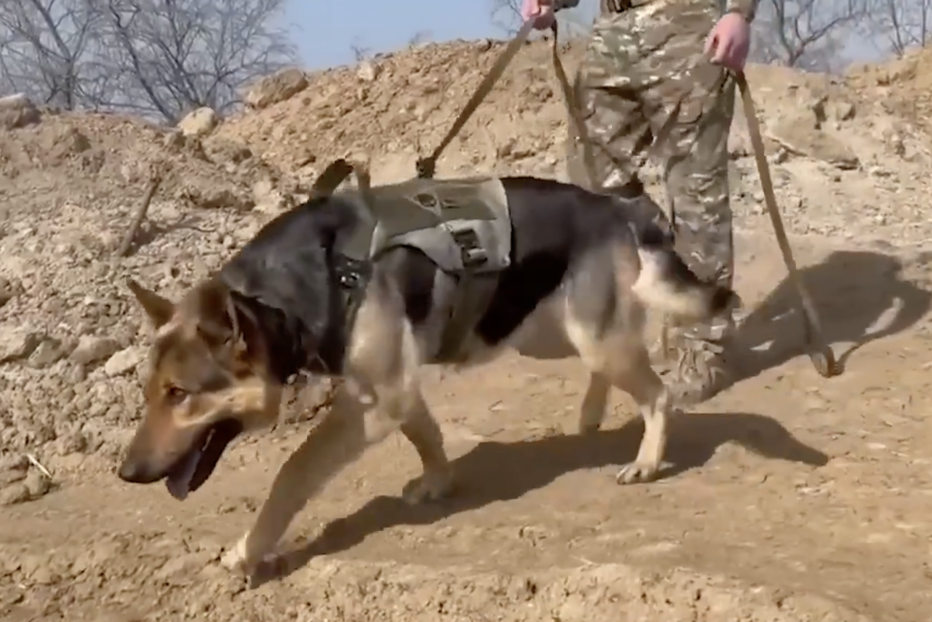 Служебная овчарка обнаружила десятки мин на Херсонском направлении