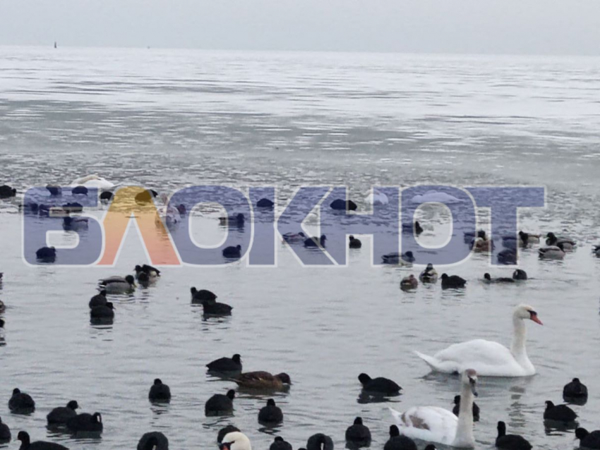 В Скадовске лебеди погибают от холода и отсутствия пищи