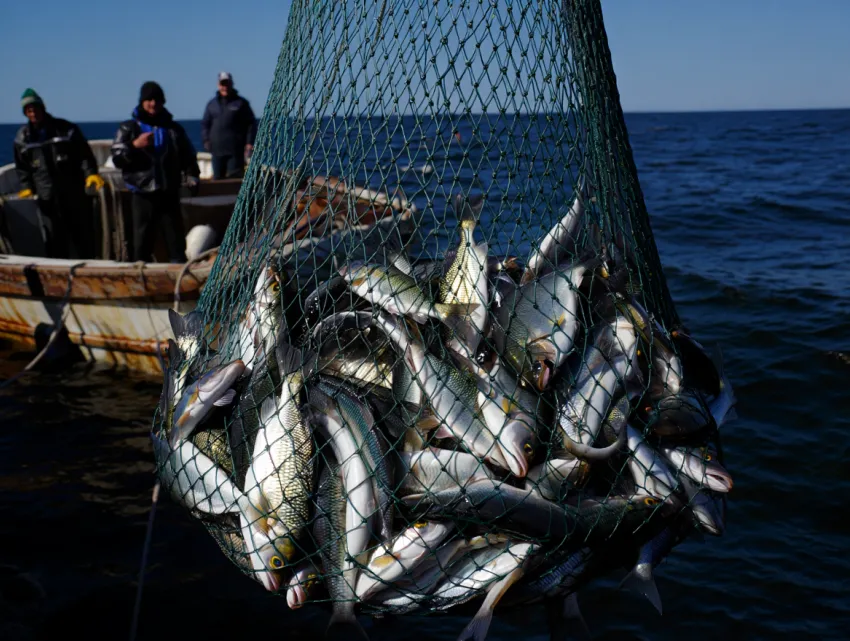 Херсонские рыбаки выловили всю кефаль, оставив Крым без рыбы