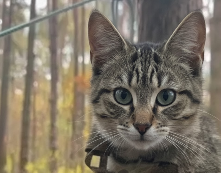 «Бронированного» кота сняли на видео херсонские бойцы 