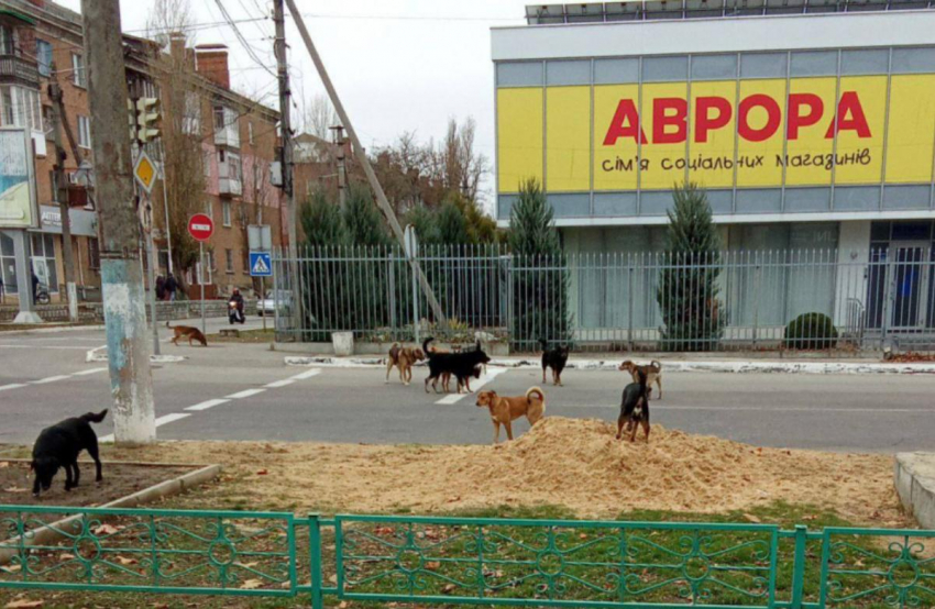 Бешенство выходит из-под контроля на оккупированном ВСУ берегу Херсонской области