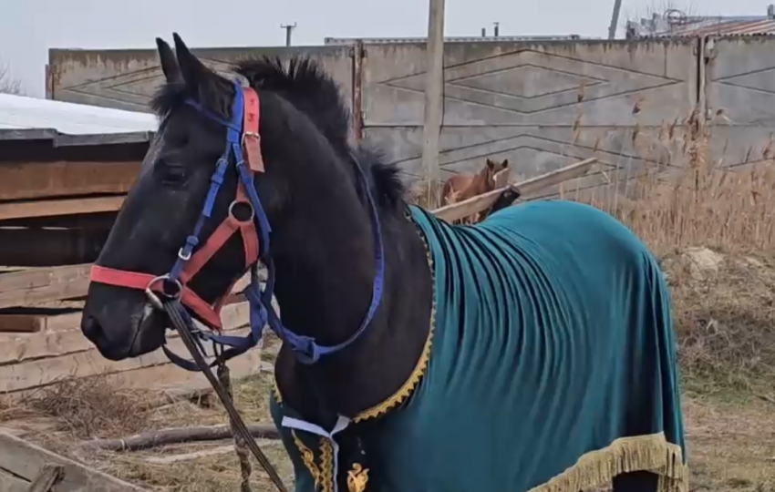 Конному клубу в Скадовске подарили трёхлетнего жеребца из Карачаево-Черкессии