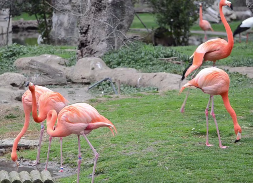 Африканские фламинго замечены в степях Херсонской области