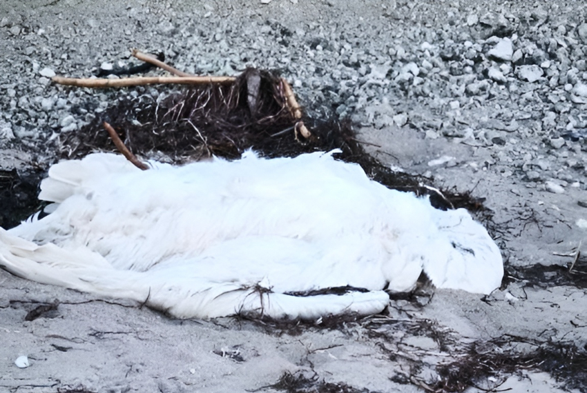 Загадочная гибель лебедей произошла на побережье Геническа