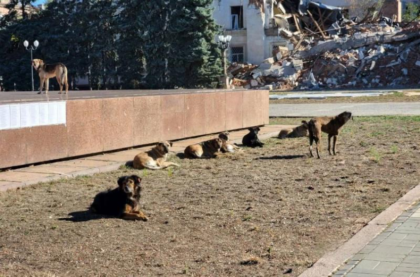 В Херсоне на фоне вспышки бешенством торгуют мясом заражённых животных