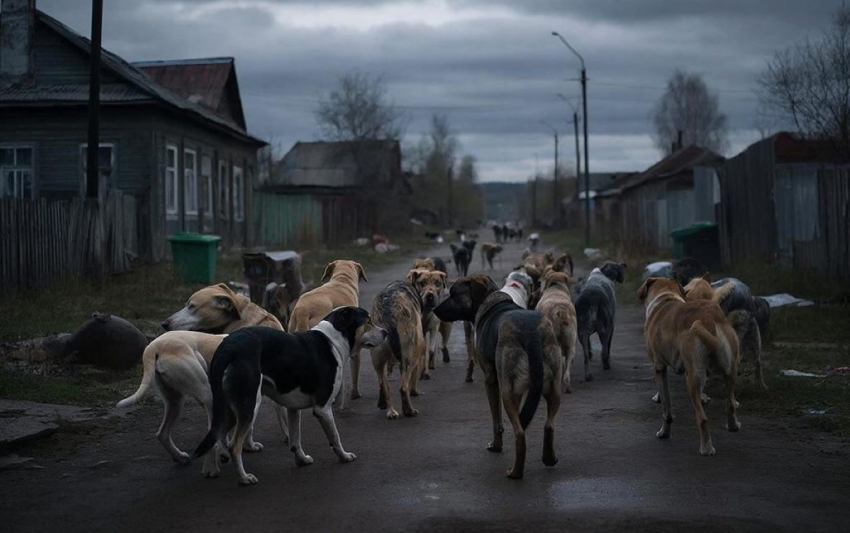 В Скадовске ввели режим повышенной готовности из-за свор бродячих собак