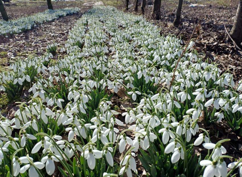 Какая погода ждёт Херсонскую область в марте 