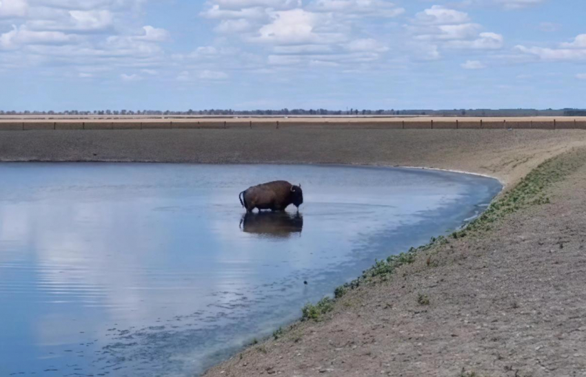 В заповеднике Херсонской области восстановят орошение и подачу воды животным
