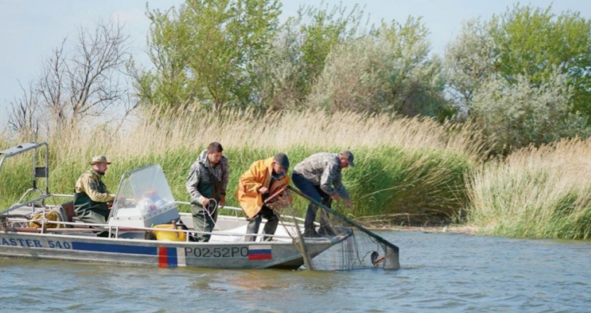 Количество рыбы в Азовском море достигло исторического минимума