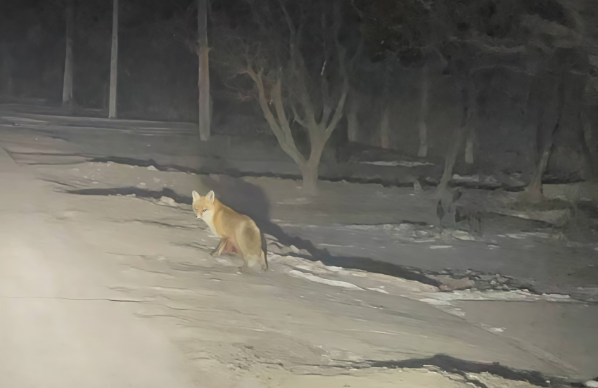 Жители Херсонской области пожаловались на нашествие лис