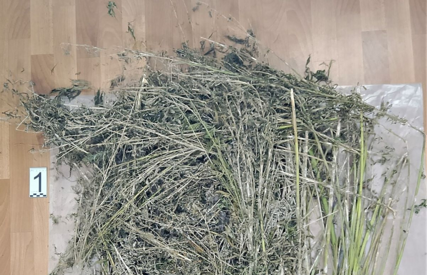 В Херсонской области мужчина выращивал во дворе дурман-траву