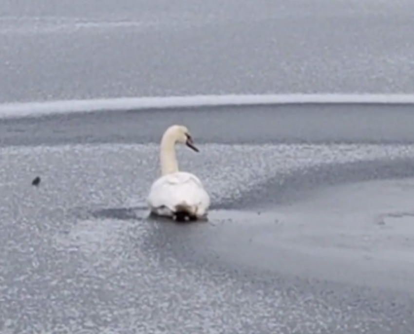 Сотрудники МЧС отказались помогать в спасении погибающего лебедя под Геническом