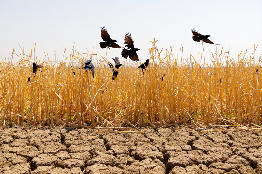 На правом берегу Херсонской области жара и засуха уничтожила 600 гектаров кукурузы