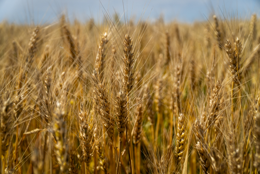  В Херсонской области не допустили более 260 тысяч тонн опасного зерна