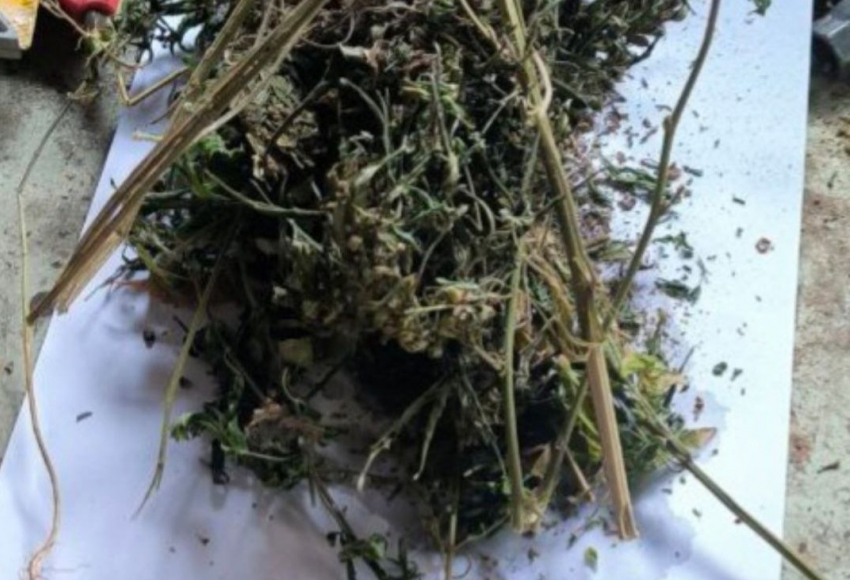 В Херсонской области мужчине грозит срок за употребление дурман-травы