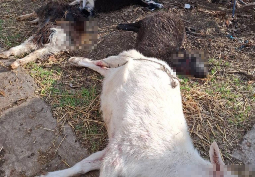 Стая волков по ночам массово выгрызает скот во дворах Херсонской области 