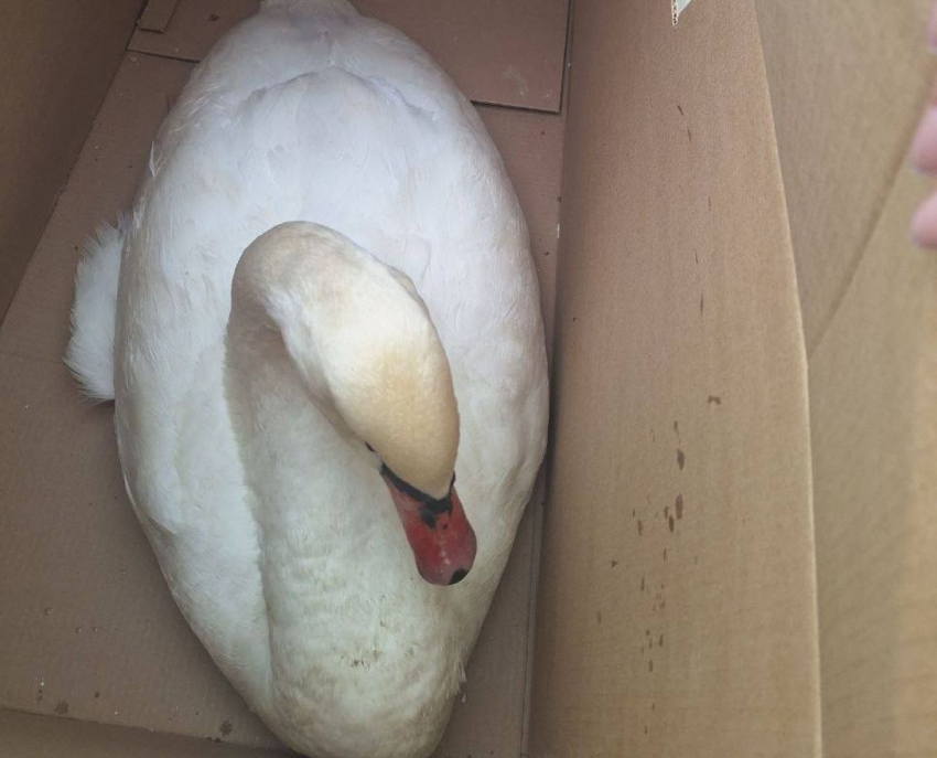 В Херсонской области неравнодушные жители спасли замерзающего лебедя и малую поганку