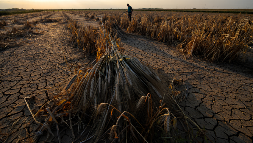 Стало известно, какой ущерб понесли аграрии Херсонщины за сезон 2024-2025 годов