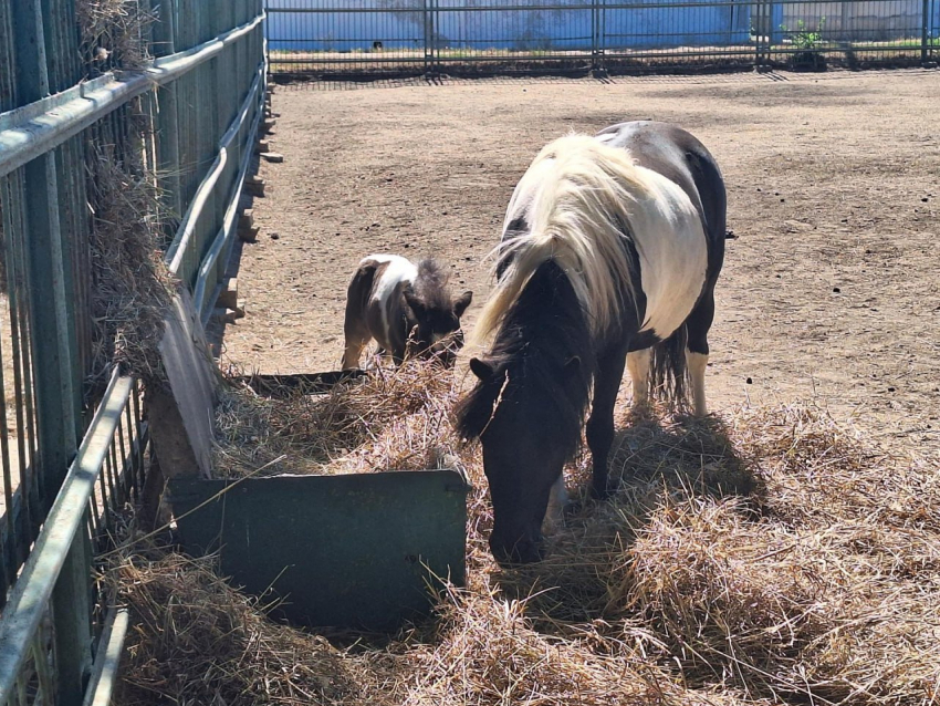 Редкий жеребенок шетлендского пони родился в «Аскании-Нова»
