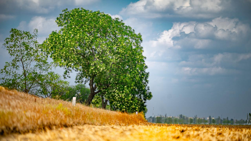Какая погода ждёт Херсонскую область летом 