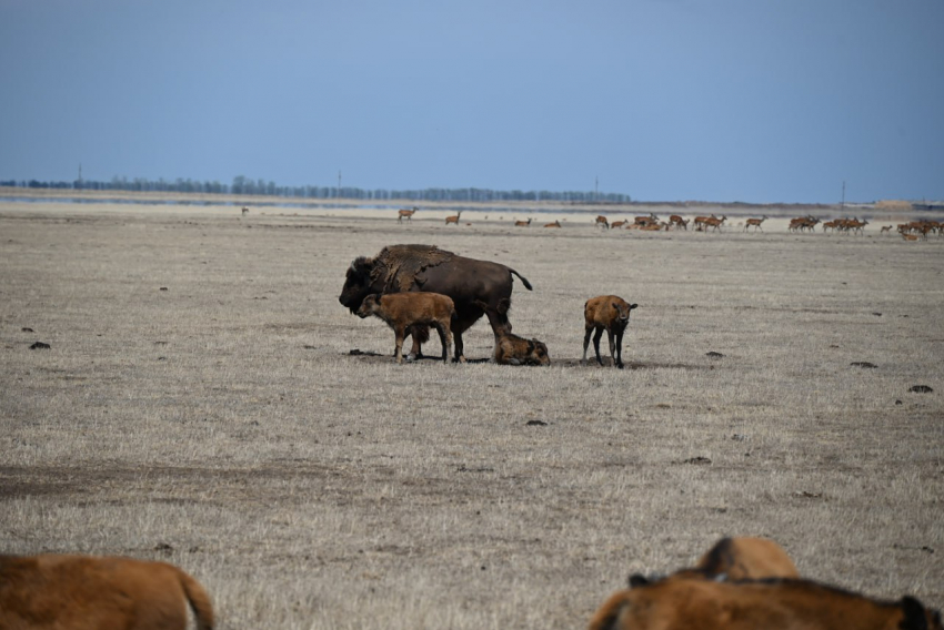 Бизоний бум: за 2025 год в Херсонской области родилось 30 детенышей американского бизона